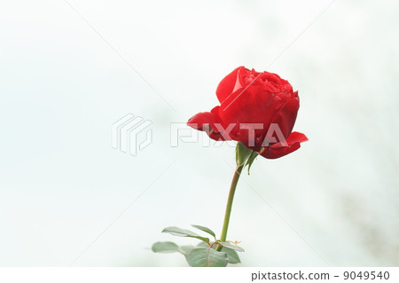 Rose flowers Ingrid Bergman 9049540