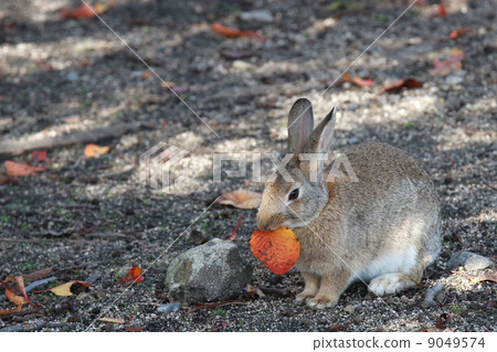 Ana rabbit 01 9049574