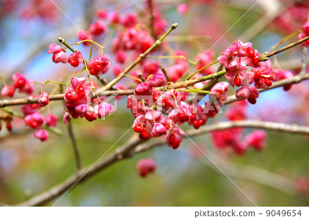 真由美 真由美 9049654