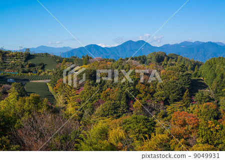 Tea plantation Tea plantation 9049931