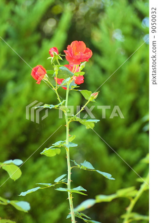 玫瑰花朵Salaband 玫瑰花朵Salaband 9050032