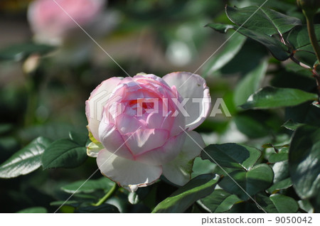 業主德巴爾扎克 9050042