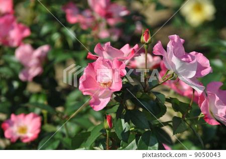 花坂無序綻放 9050043