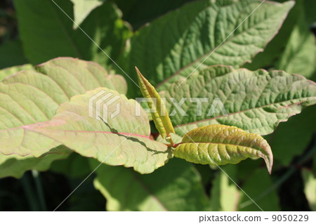 Itadori離開 9050229