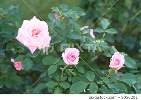 玫瑰花朵新娘粉紅色 9050291