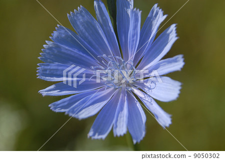 Flower of endive Flower of endive 9050302