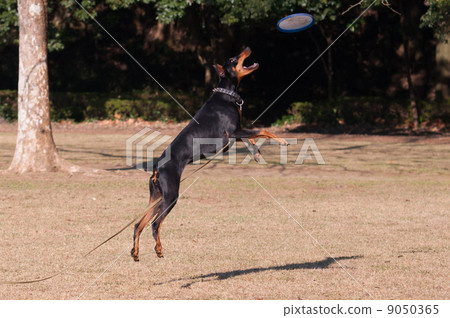 杜賓捕捉飛盤 9050365