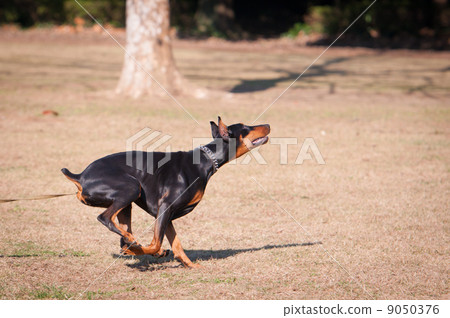 跑杜賓犬 9050376