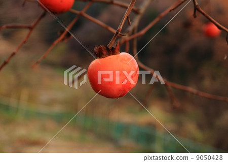 persimmon persimmon 9050428