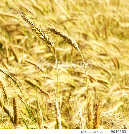 the rye field 9050563
