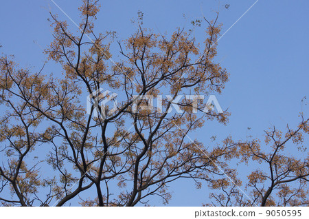 Fruit of Autumnal Winter Fall 9050595