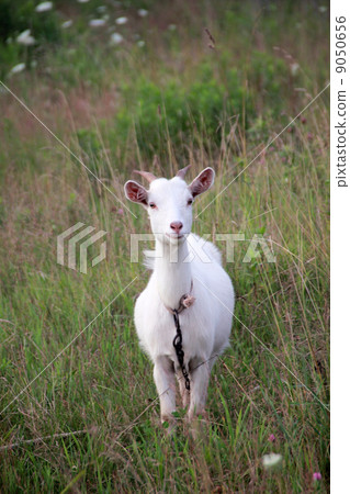 山羊 9050656