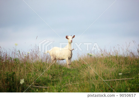 山羊 9050657
