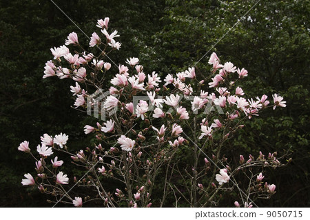 星花木蘭 星花木蘭 9050715