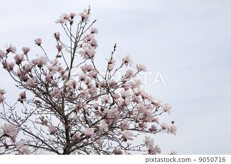 星花木蘭 9050716