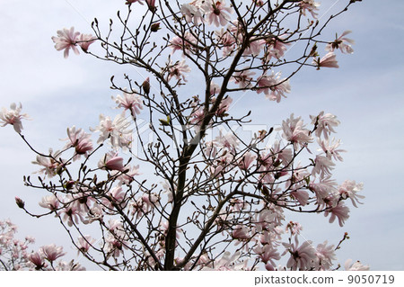 星花木蘭 9050719