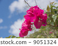 Guam's Bougainvillea 9051324