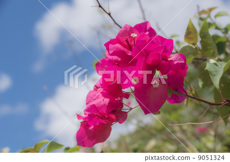 Guam's Bougainvillea Guam's Bougainvillea 9051324