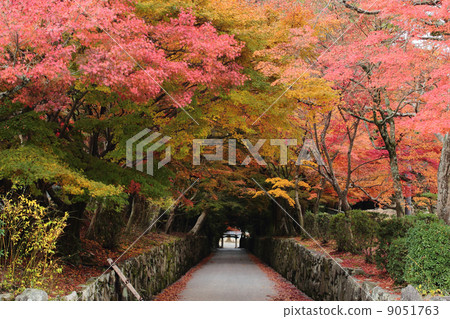 Autumn leaves of Kyoto Uji Koshinda Kotosaka 9051763