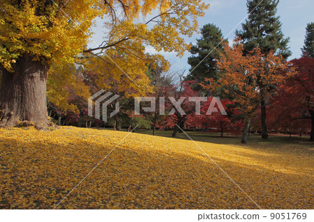 京都Miyu花園銀杏 9051769