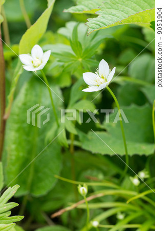 Umebachissau 9051904