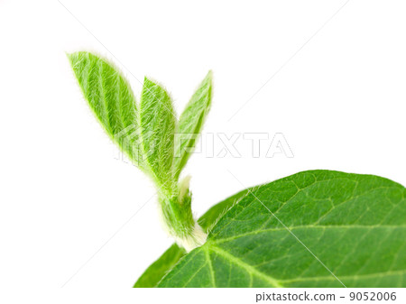 Soy plant Soy plant 9052006