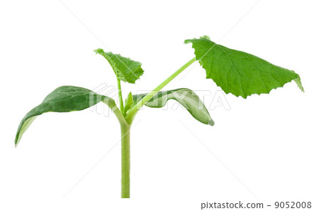 Pumpkin seedling on white background Pumpkin seedling on white background 9052008