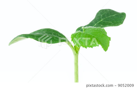 Pumpkin seedling on white background Pumpkin seedling on white background 9052009
