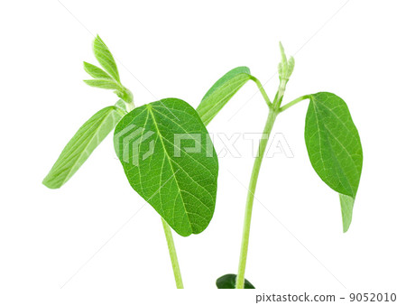 Soy plant Soy plant 9052010