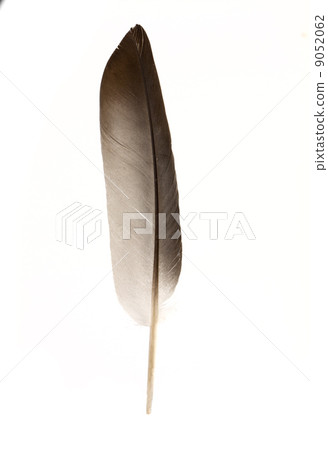 Black feather Black feather 9052062