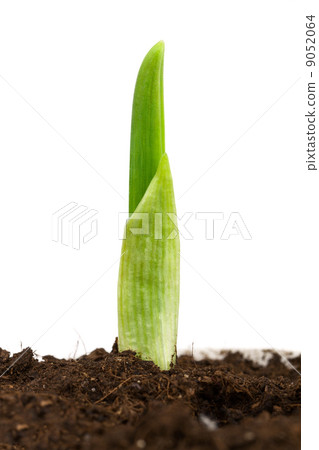Garlic plant Garlic plant 9052064