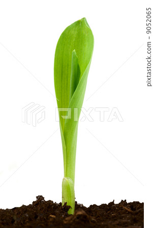 Conr plant Conr plant 9052065