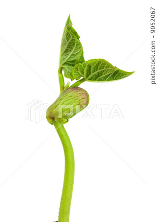 Seedling beans 9052067