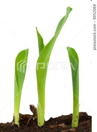 Conr plant Conr plant 9052069
