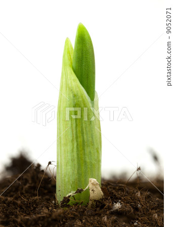 Garlic plant 9052071