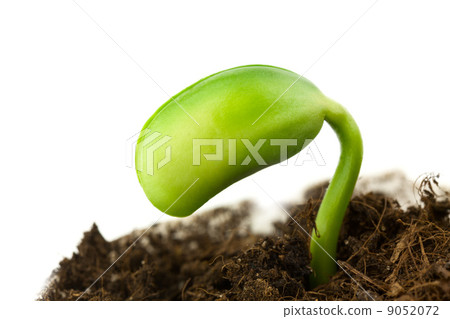 Soy plant Soy plant 9052072