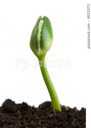Soy plant Soy plant 9052073