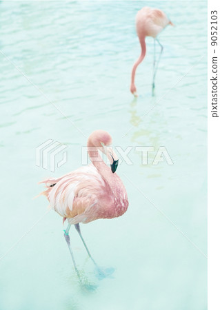 火烈鳥 火烈鳥 9052103