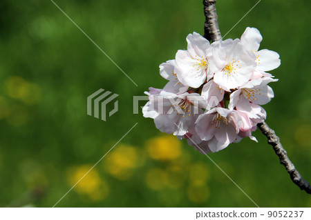 Cherry blossoms and kingfishers 9052237