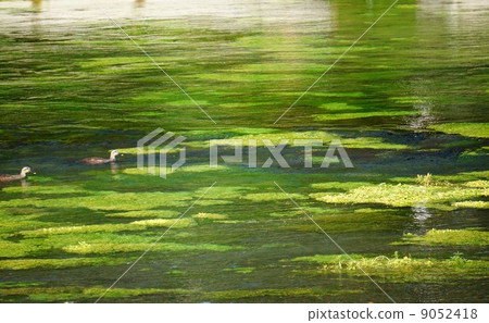 Water and duck 9052418