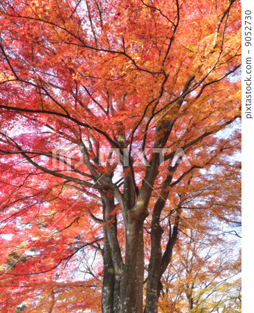 Maple trees that turn red leaves 9052730