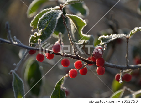 Frost and gummy fruit 9052750