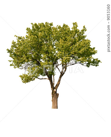 tree tree 9053160
