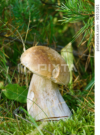 white mushroom white mushroom 9053161