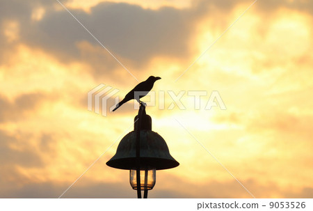 Sunset scent 9053526