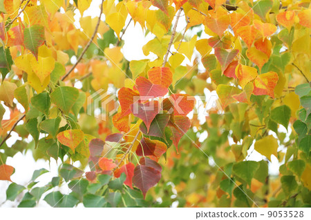 Autumn leaves of Chinese tallow Autumn leaves of Chinese tallow 9053528