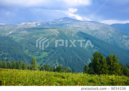 mountains with cedar forest 9054106