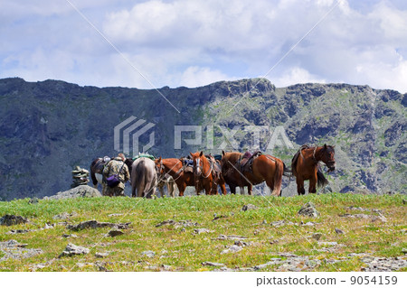 saddled horses in mountains saddled horses in mountains 9054159