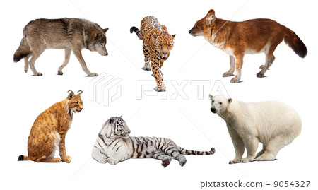 Set of Carnivora mammal. Isolated over white 9054327