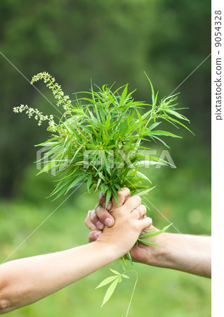 Two hands holding  cannabis 9054328
